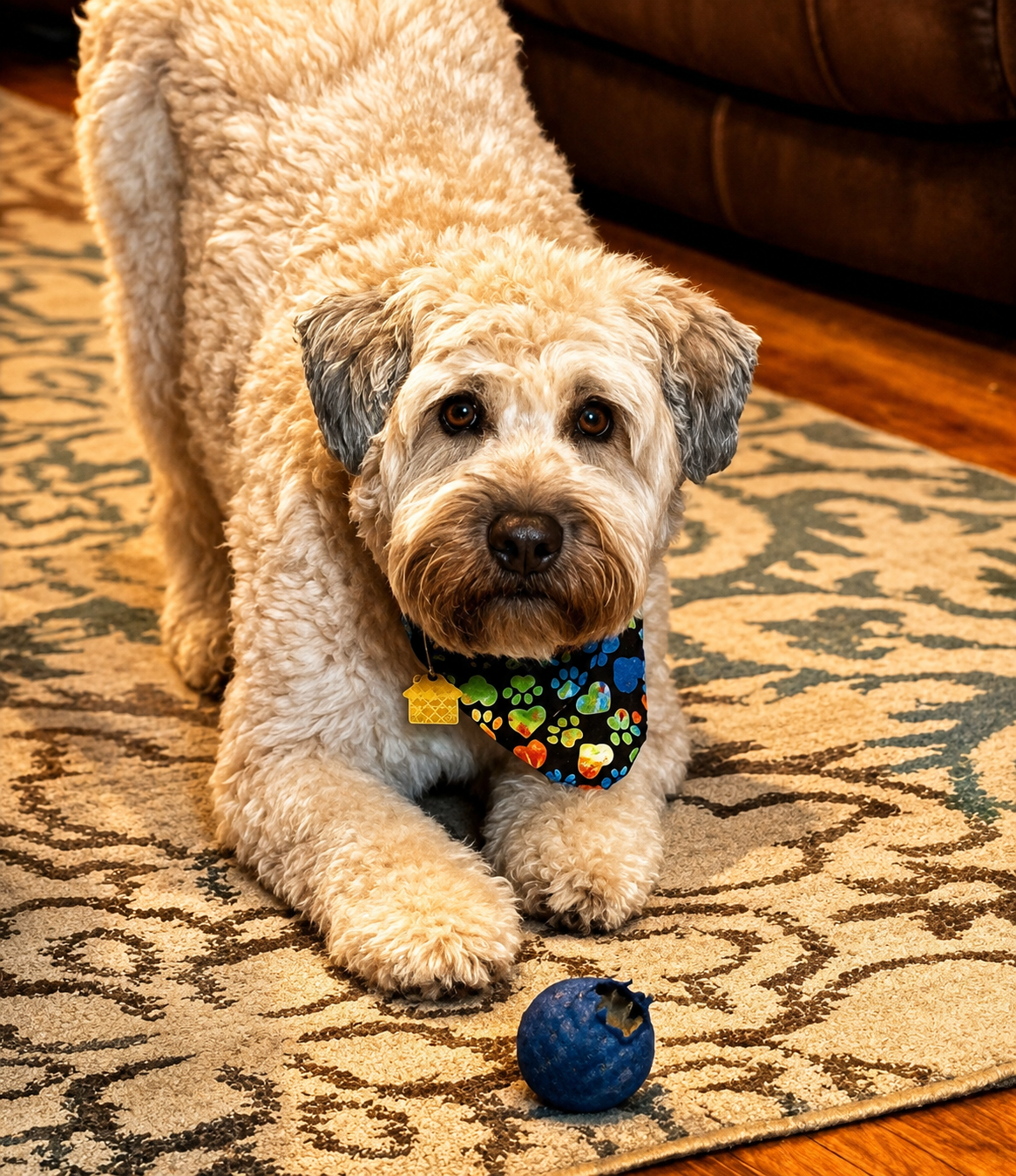 Our dog Reggie